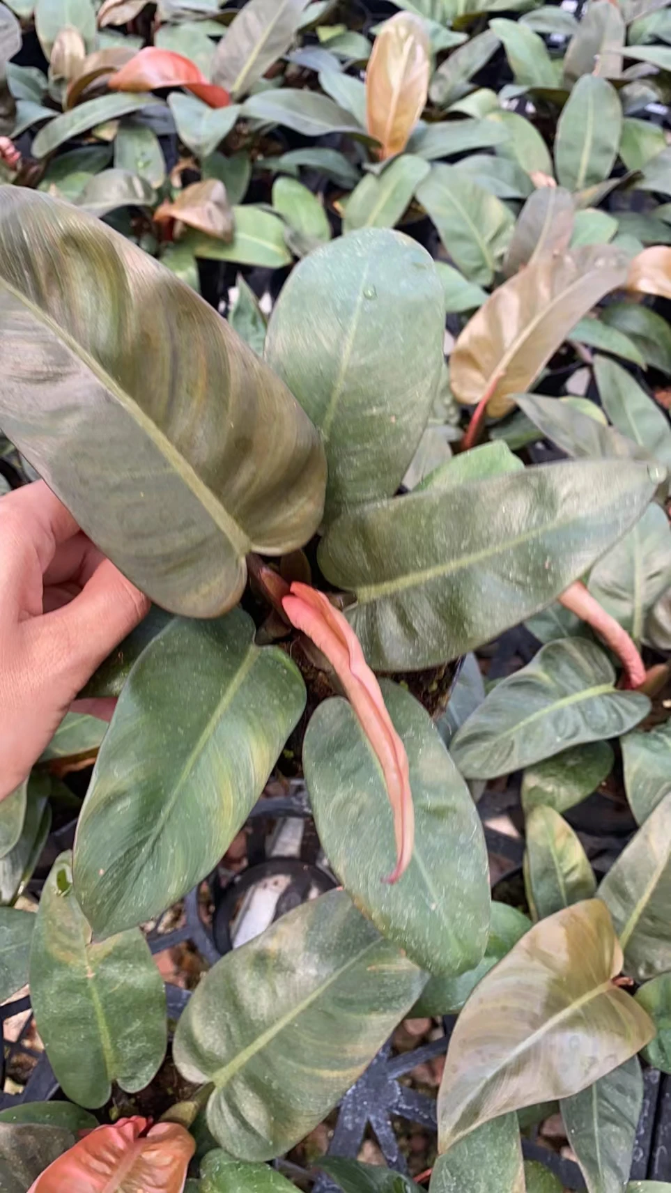  Philodendron black cardinal живые растения комнатный бонсай