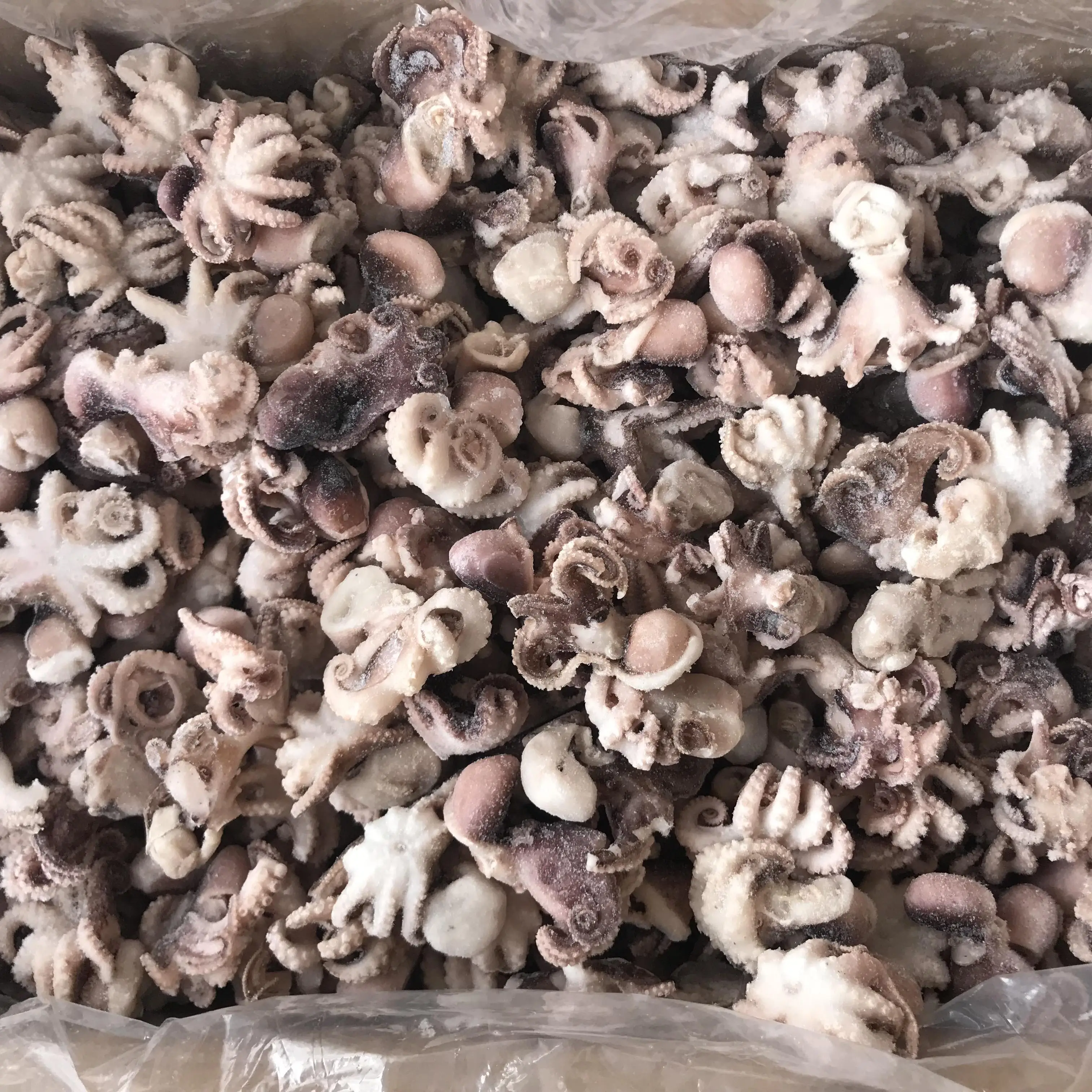 
Frozen Small Vacuum Packed Octopus 