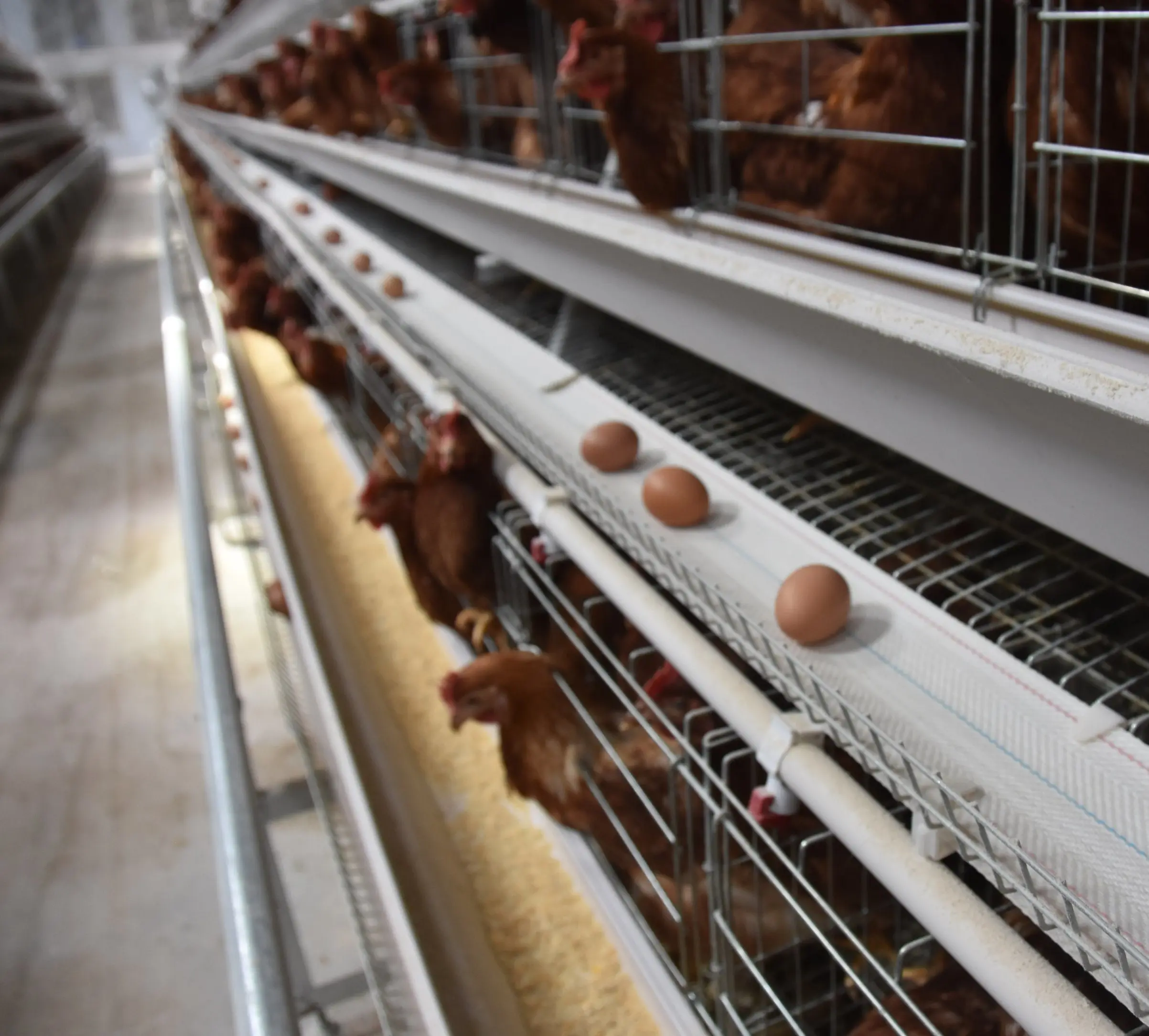 Poultry Farming Equipment Chicken Layer Cage Fully Automated Battery System