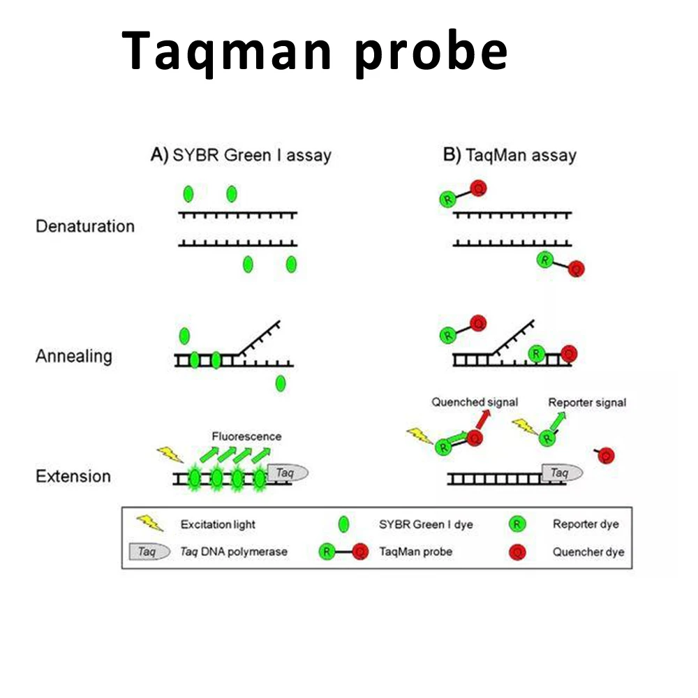 Taqman probe synthesis,oligo syntheis