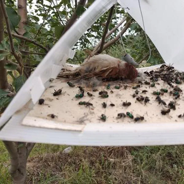 Effective Cydia Pomonella Lure Codling Moth Pheromone bait feromon insect from manufacturer