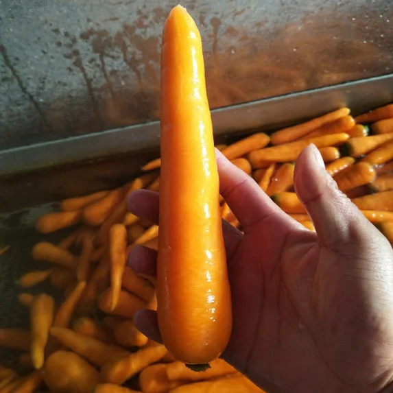 Fresh carrot 5kg carton pack new season red carrot export
