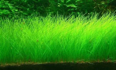 Граминозный гербицид биспирибак-натрий 10% SC 40% SC CAS 125401-92-5 биспирибак-бенсульфурон-метил гербицид биспирибак s