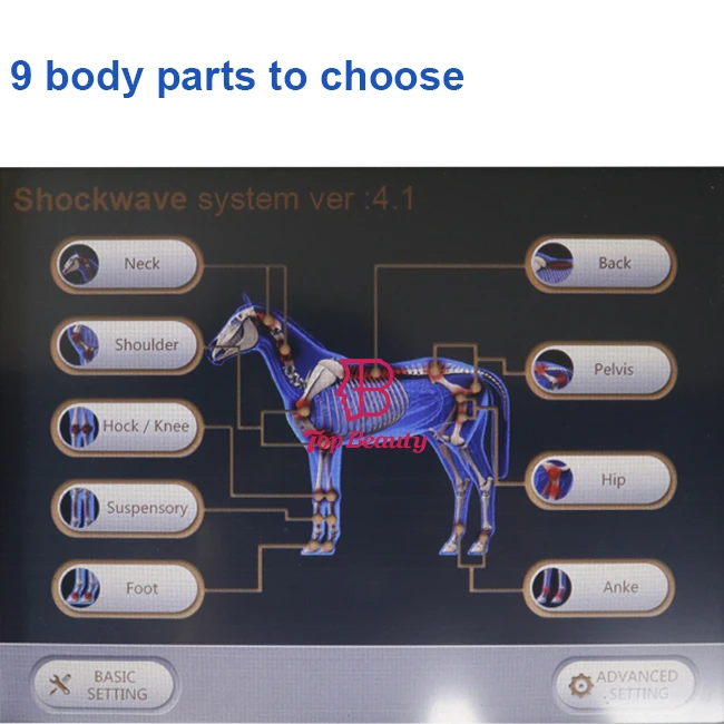 Veterinary  Horse Use Radial Focused Electromagnetic Shockwave Therapy Machine