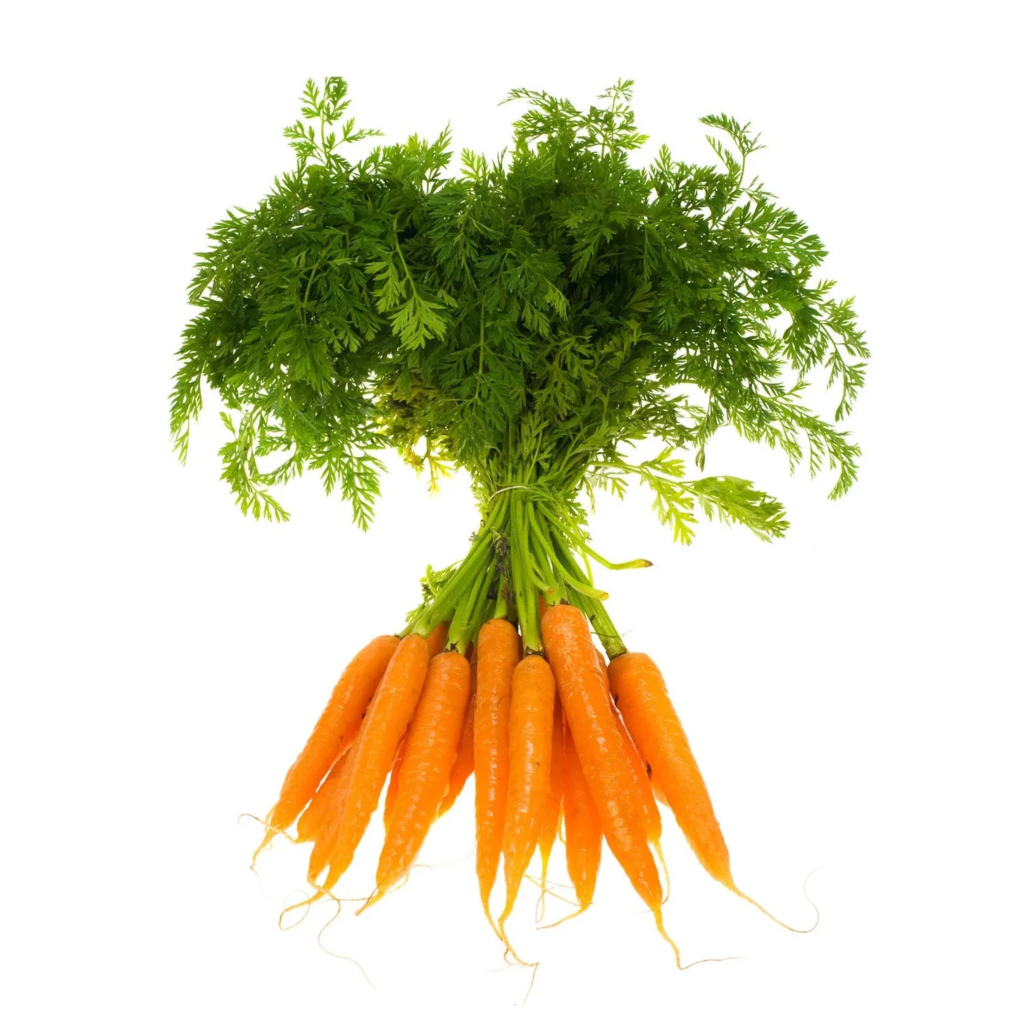 Cheap Price Chinese New Crop Fresh 150-300 G Carrots Fresh 100% For Sale