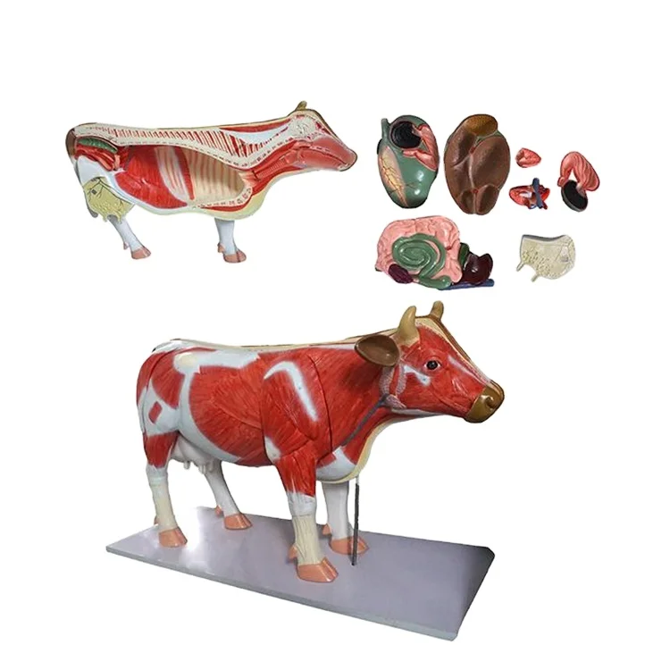 SY-N033  Medical Science Animals Equine Model Dog Cat Cow Simulation Anatomical Model