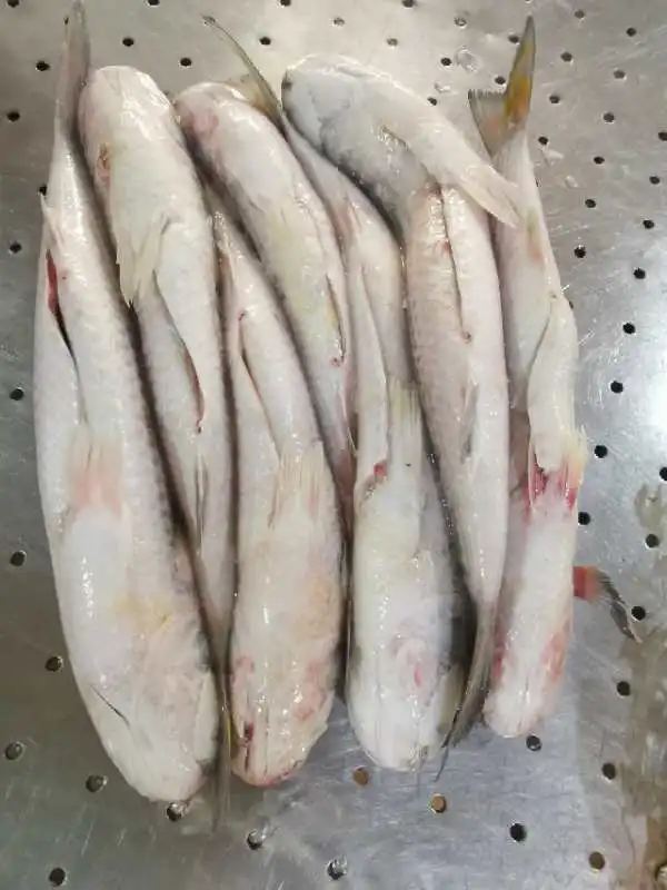 1kgs+ Grey Mullet gutted sea frozen fish Mugil cephalus