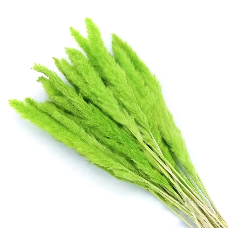 log price dried white 60cm pampas pink natural dried grass dried wheat grass