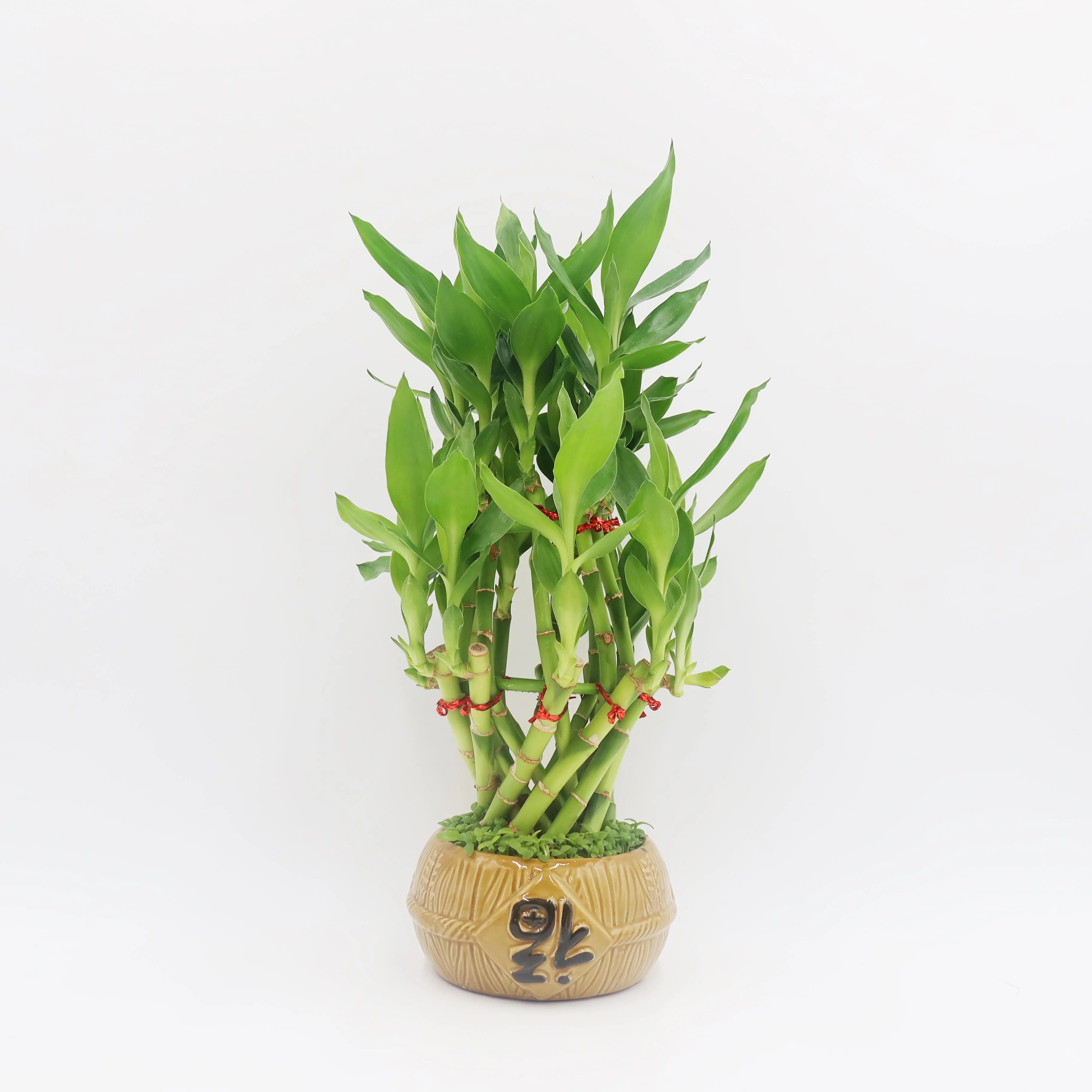 
Indoor viewing Chinese lucky bamboo plant Dracaena Sandriana bonsai 