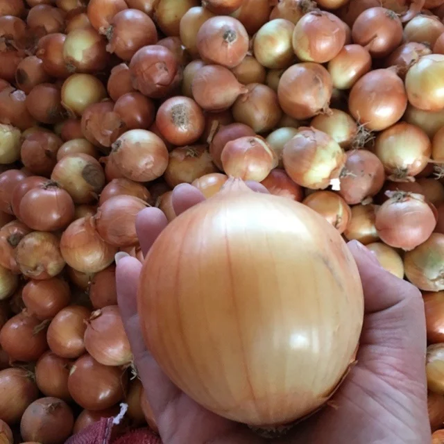 2024 fresh crop onion hybrid seed red yellow 10kg 20kg fresh onion for export
