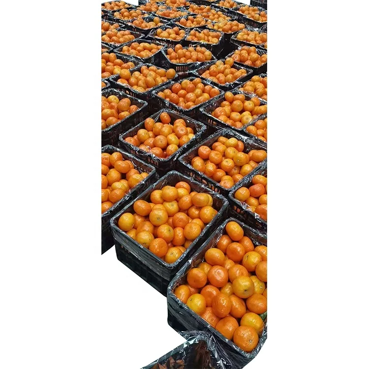 Manufacturer Wholesale Premium Mandarin Orange Fresh Fruit Sweet Tangerine