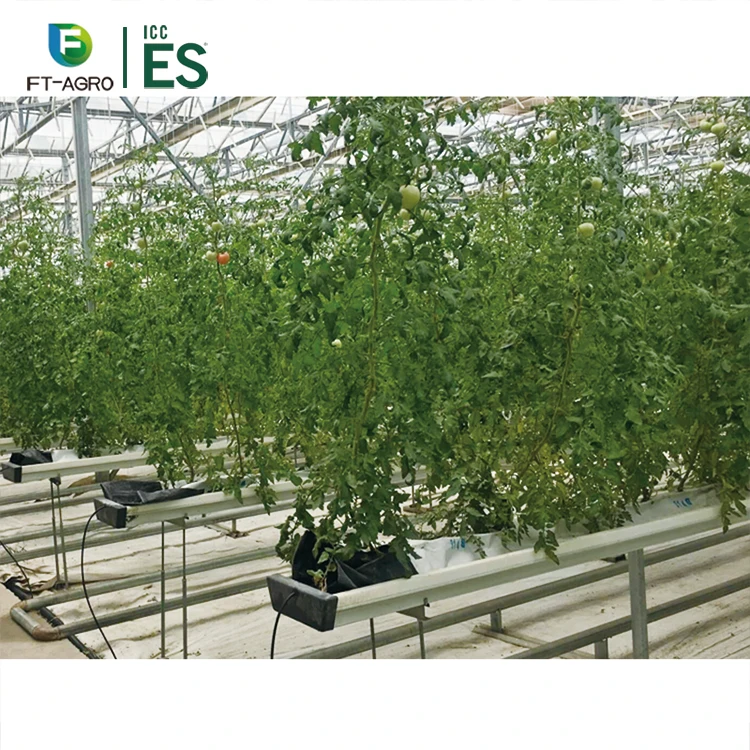 Сельскохозяйственная гидропонная система выращивания томатов, выращивание водосточных желобов