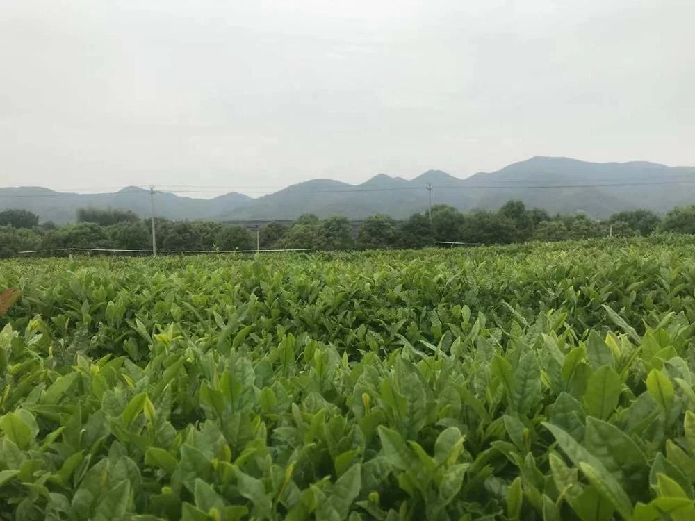 
Top quality matcha green tea powder 