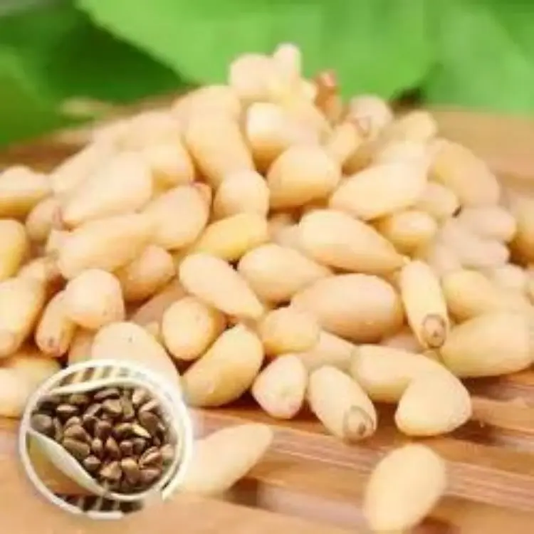 Top One Pine Nuts Organic Pine Nuts for Sale