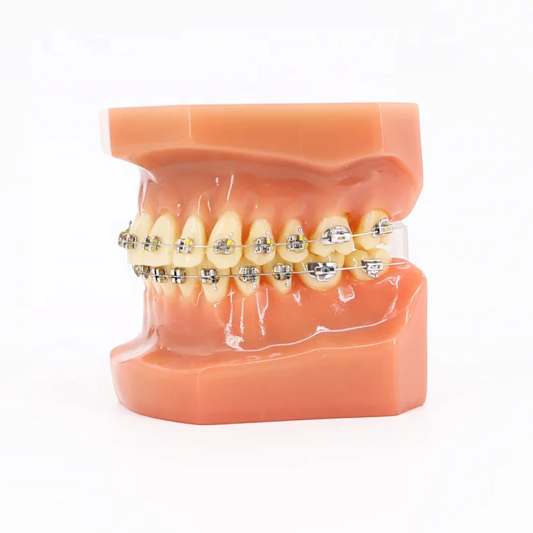 Human 32 Dental Tooth Model Medical Teaching/Dental Anatomy Model