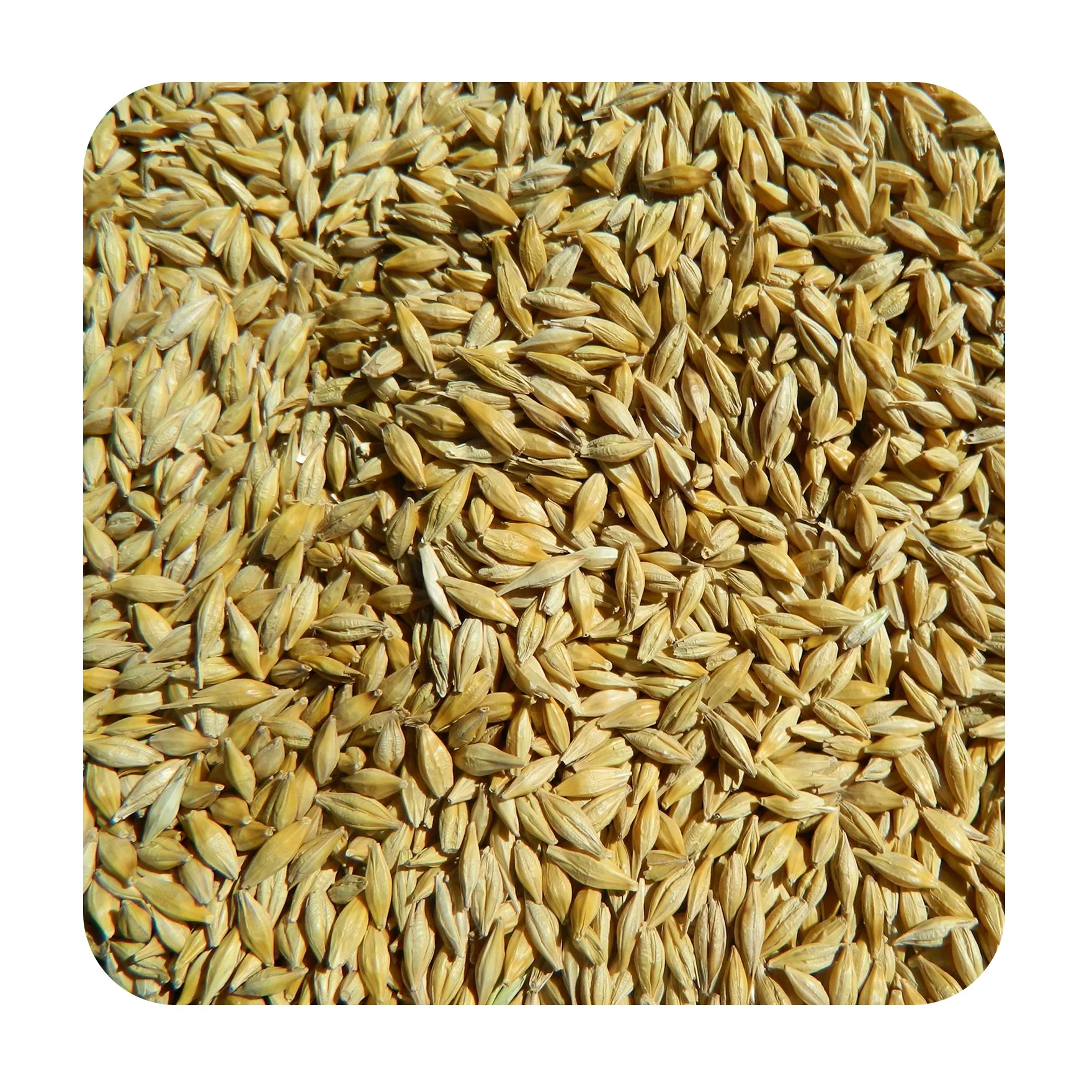 
Great quality barley grain 25/35 kg bags or in bulk, from manufacturer 