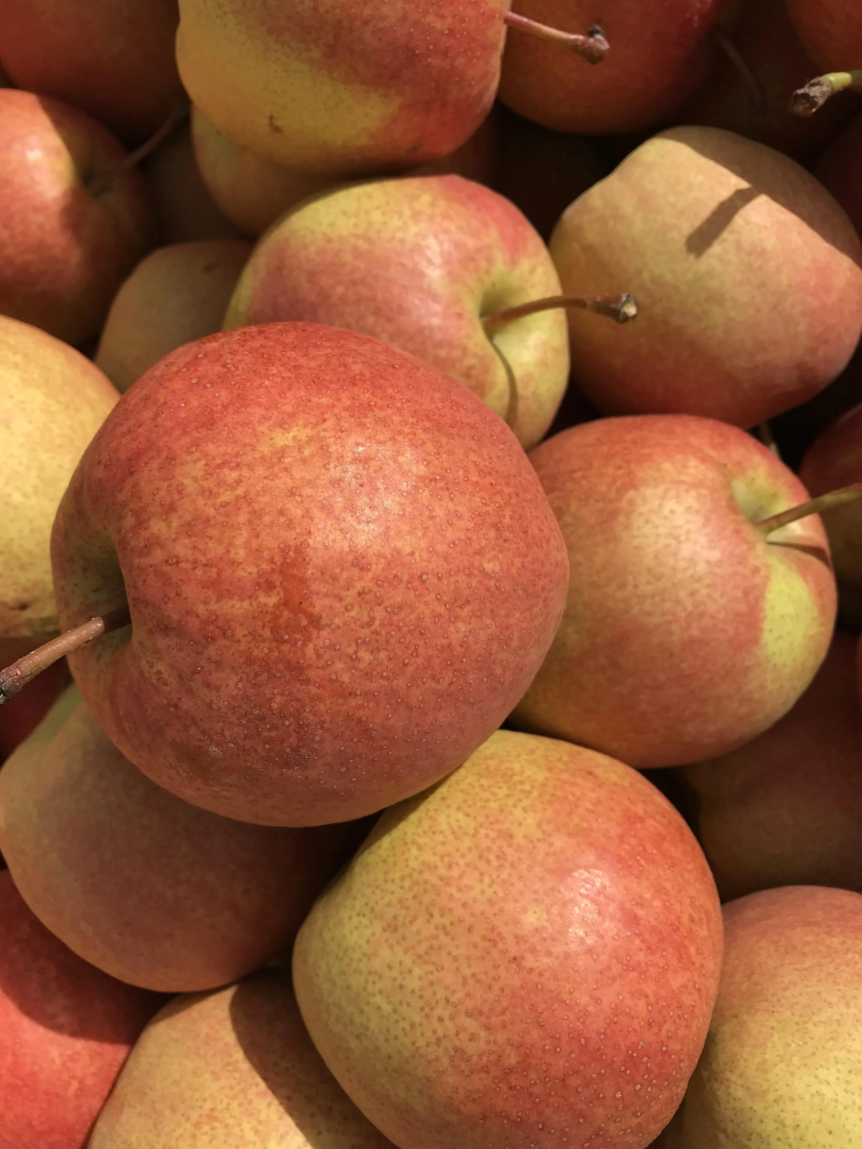 
Wholesale of reliable quality of the new red xiao pear 