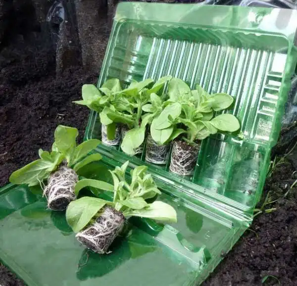 10x12x15 Seedling Transport Packaging Box Seedling Potted Packaging Box Large PVC Blister Box Bubble Shell Printing Food Clear