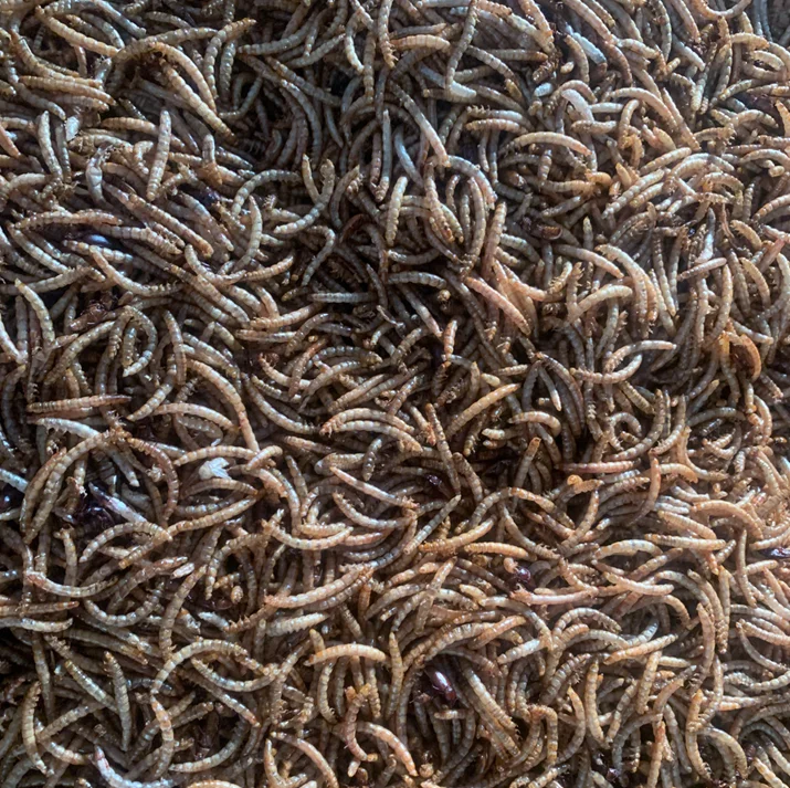 Wholesale High Protein Pet Food Dried Mealworms Freeze yellow breadworm