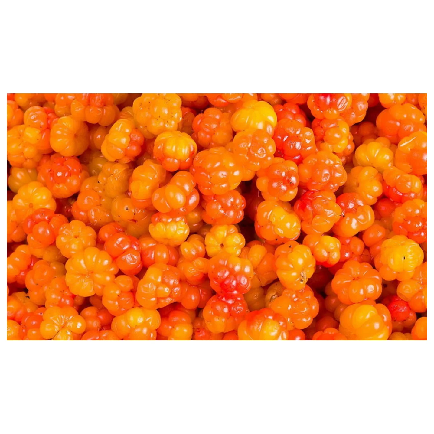 Fresh Berries Blueberry Cloudberry Cranberry Strawberry / Eco-Friendly Plastic Trays GOST Standard Prepackage