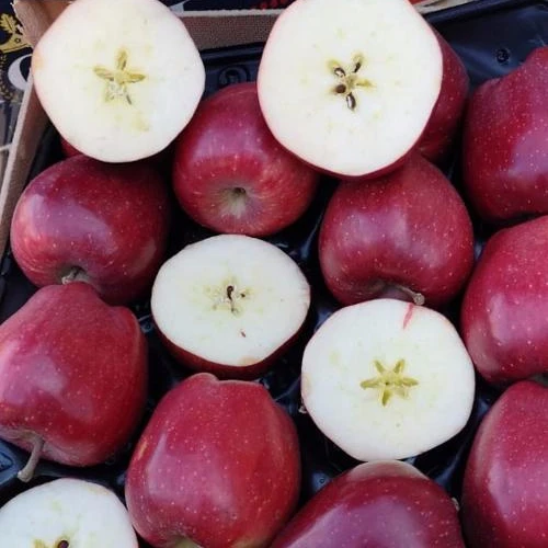 
Whole Sale fresh red chief fresh apples red apples apples greek fruits 