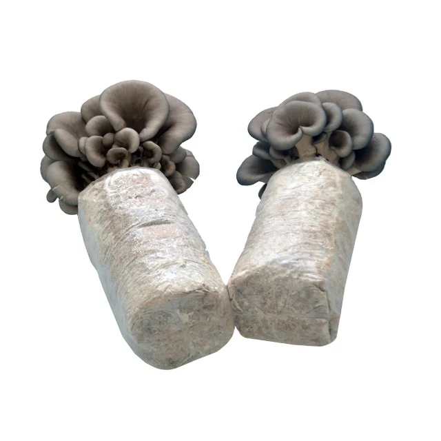  Готовые к фрукту наборы для выращивания устричных грибов Замороженный IQF с руководством набор органическим отопионом