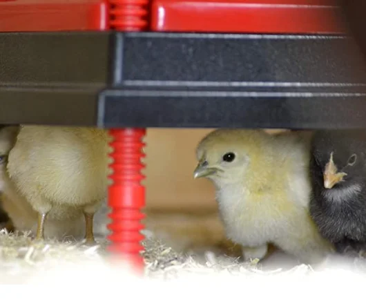 Electric Heating Plate for Chicks High quality  Chick Brooder for Poultry Chicks Farm / Home Use