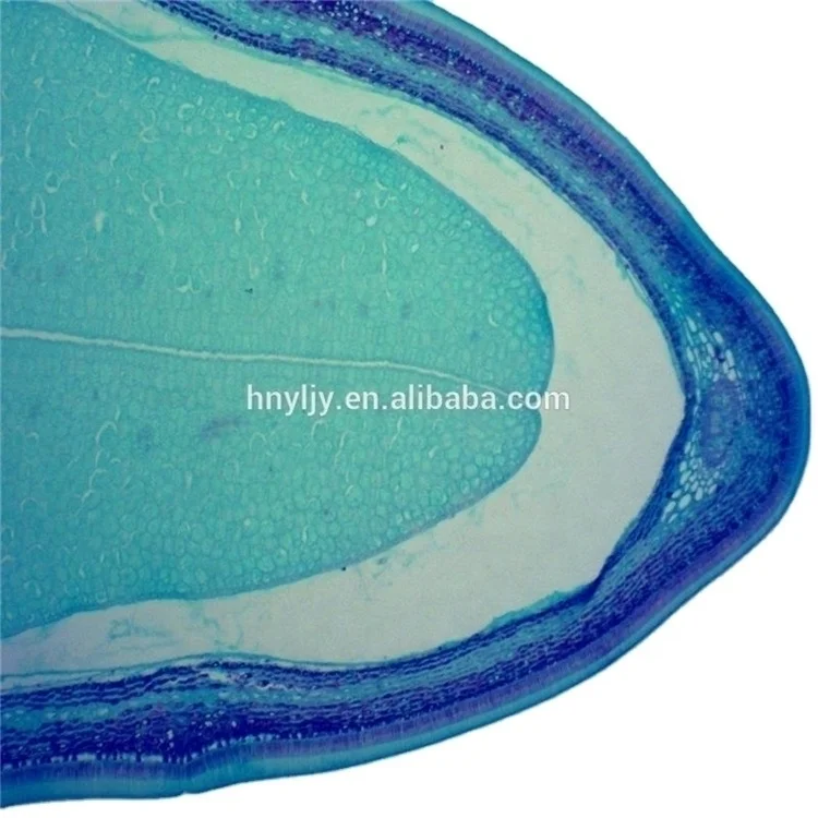 Factory Biology High Quality and Best Price Office & School Supplies Histology and Pathology Tissue Microscope Prepared Slides