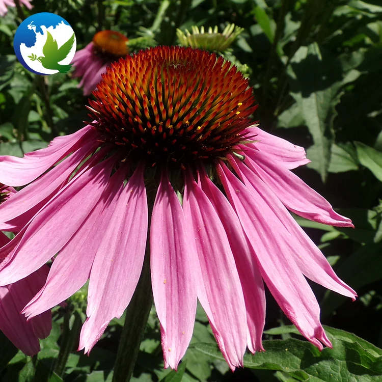 
Purple Echinacea Coneflower Ornamental Flower Seeds Echinacea Purpurea Flower Bulbs Plant Seeds 