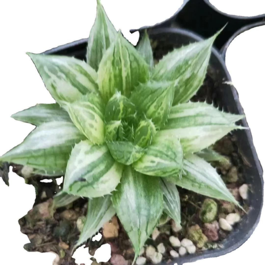4-5cm Live Plant  Haworthia Qu shui Decor for Nursery Real Natural Indoor Outdoor Plants