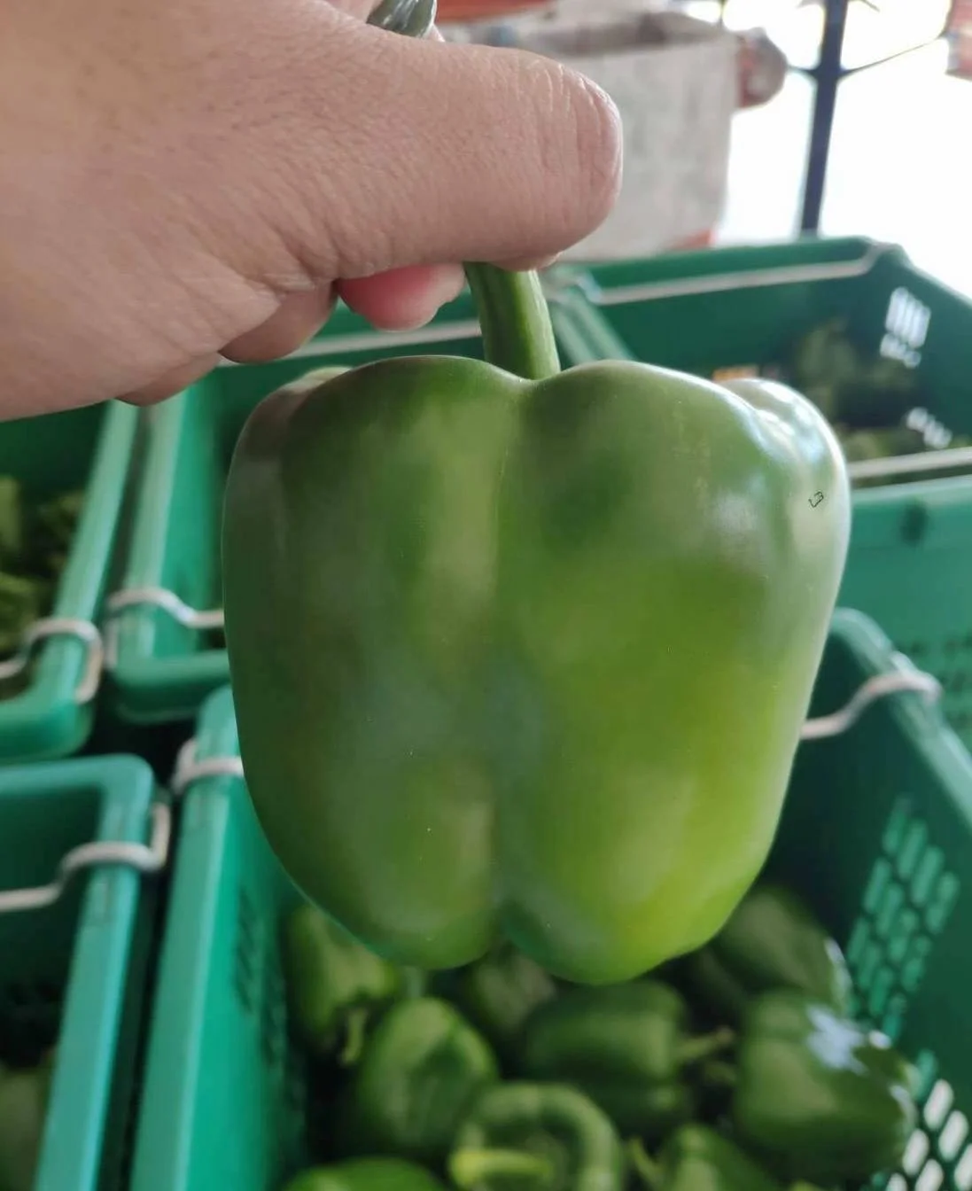 Premium Fresh Green Bell Chili direct from Thailand Farm (Premium Quality Fresh Bell Chili Pepper)