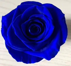 Fresh Cut Flower Holland Long Lasting Royal Blue Preserved Roses from Yunnan Sennka