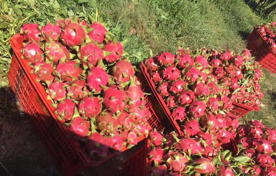 Свежий белый фрукт дракона экспорт из Вьетнама-100% органическое высокое качество (Сертификация: GAP, HACCP...)