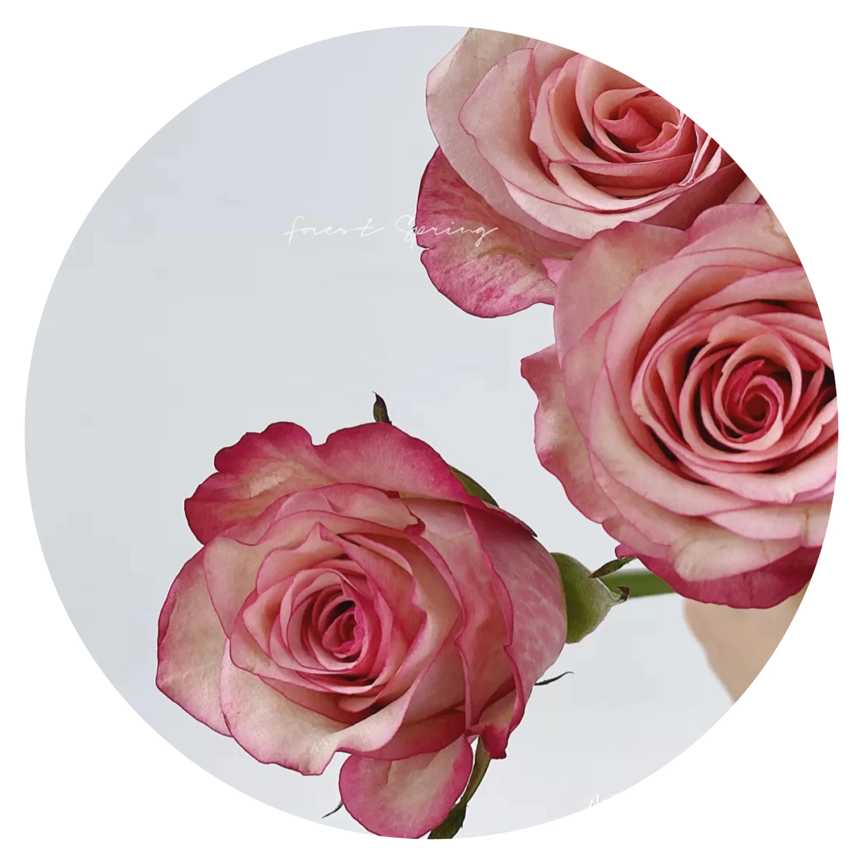 
fresh cutting flowers Jade rose by Yunnan Flower Fields directly supply 