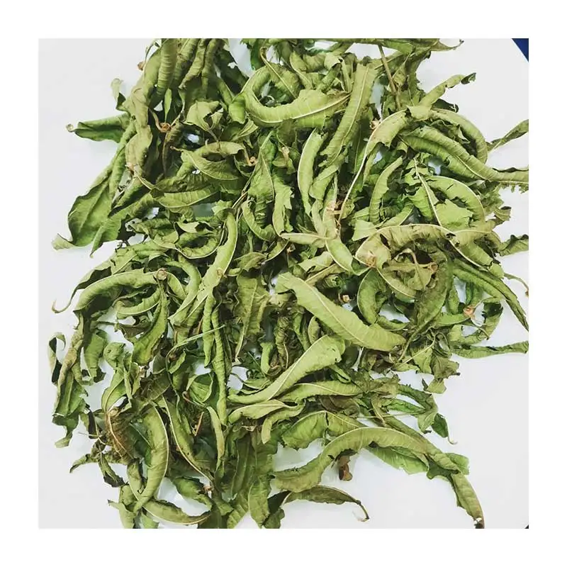 Popular Distinctive Verbena leaves