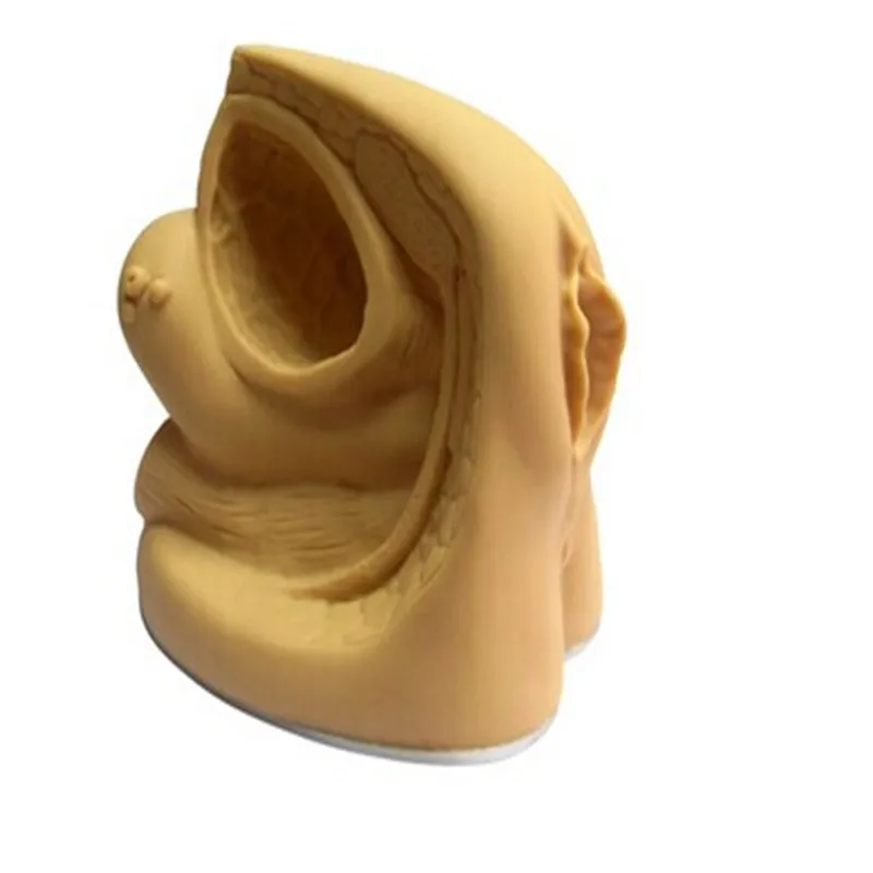 Factory Outlet Female Sexuel Organ Catheterization Simulator