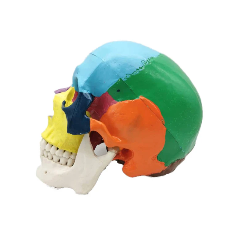 
Dental skull human dental anatomy Human Life-Size Structure Skull Model 
