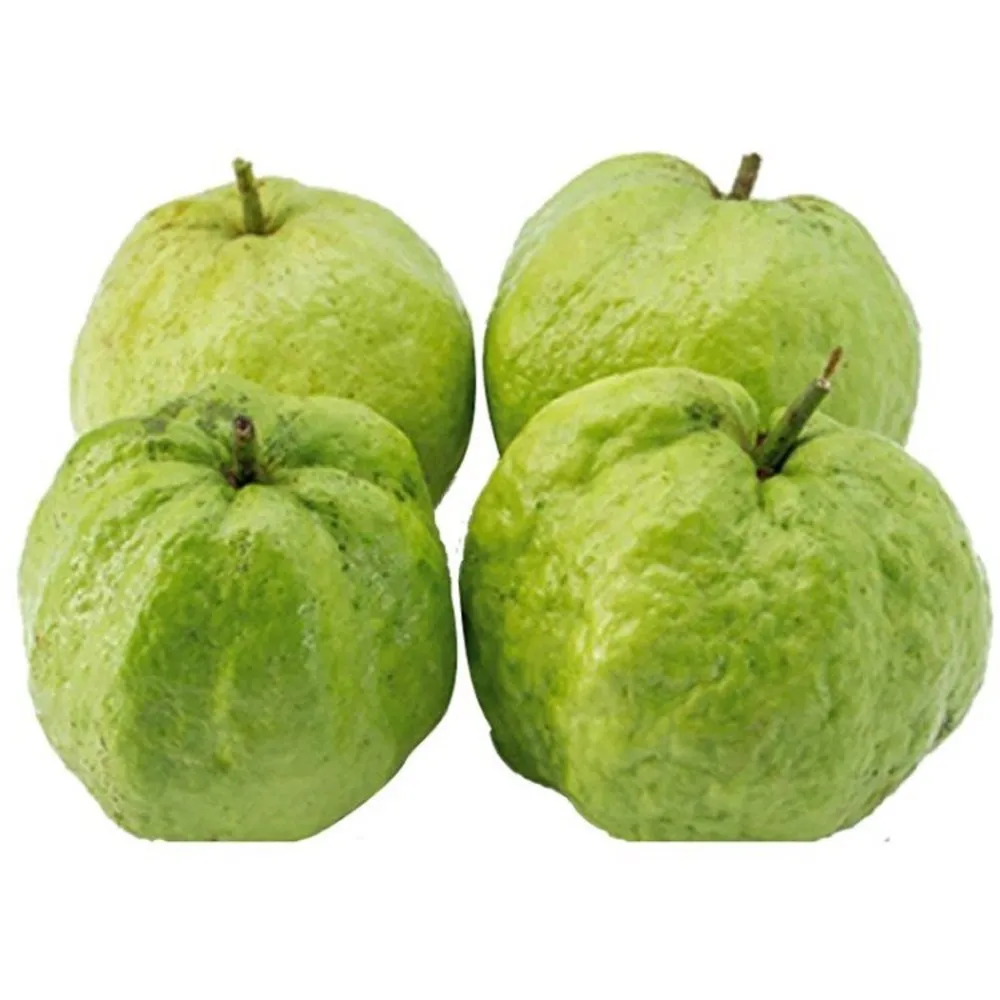 
Fresh Queen Guava Sweet Style Organic Weight Origin Type Healthy Shape Free Size Product Fresh Fruit Round Moisture 