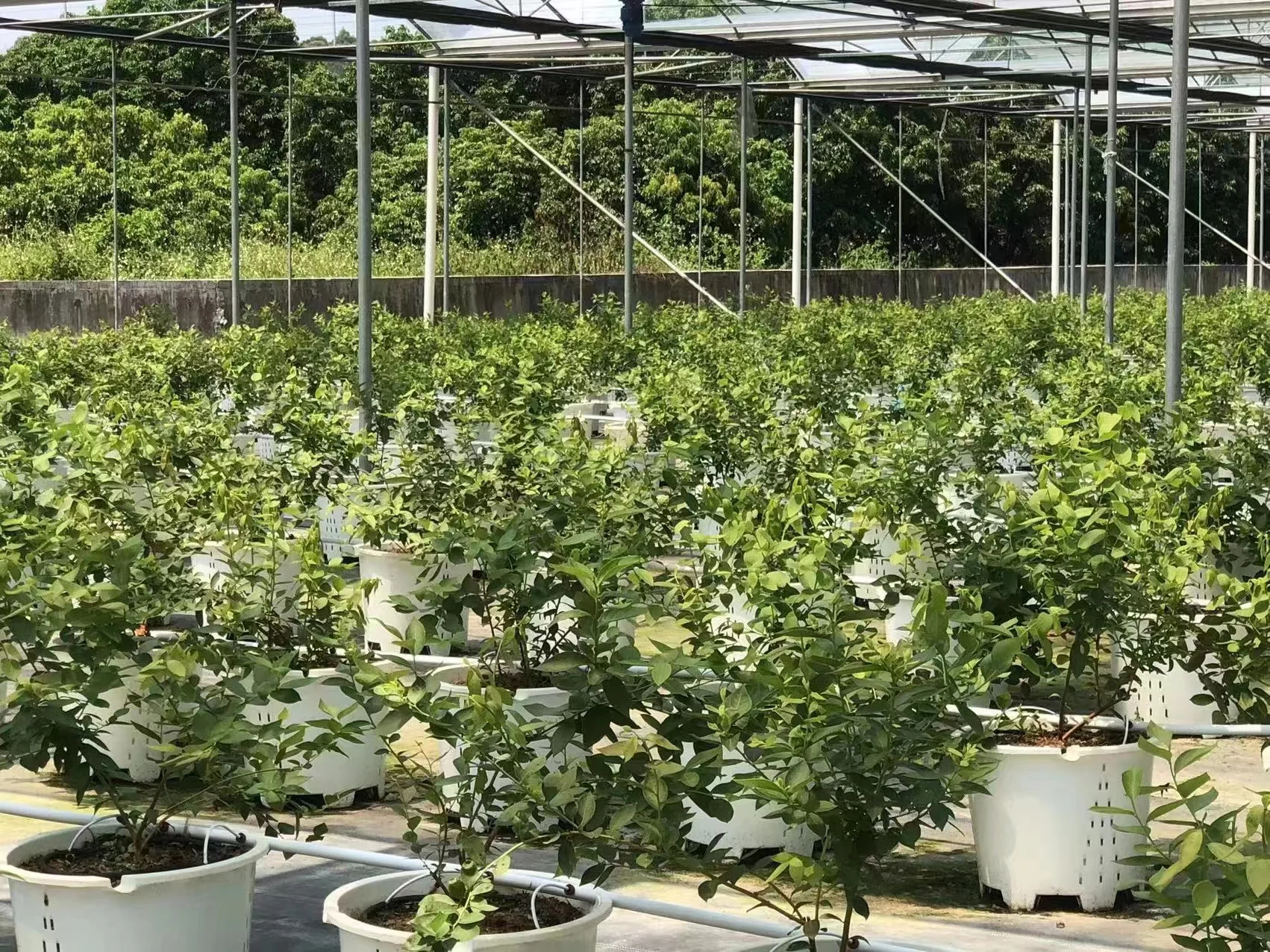 25L/30L Plastic Square Blueberry Grow Pot Hydroponic Bucket