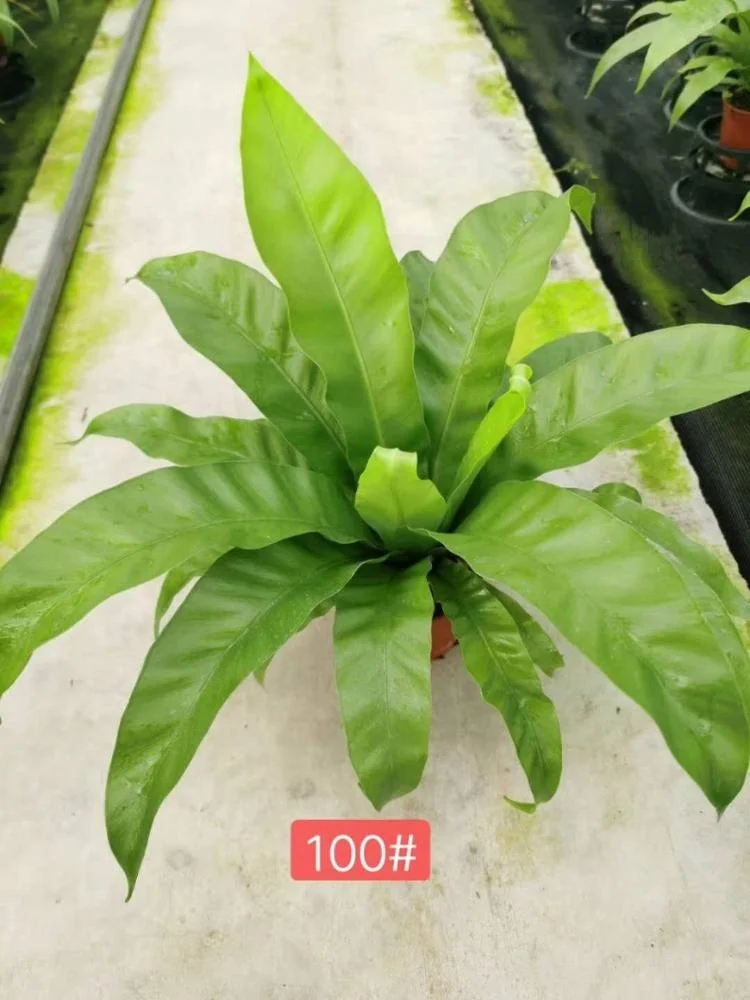 Tissue culture seedlings Sparrow leaf fern  green plant seedling