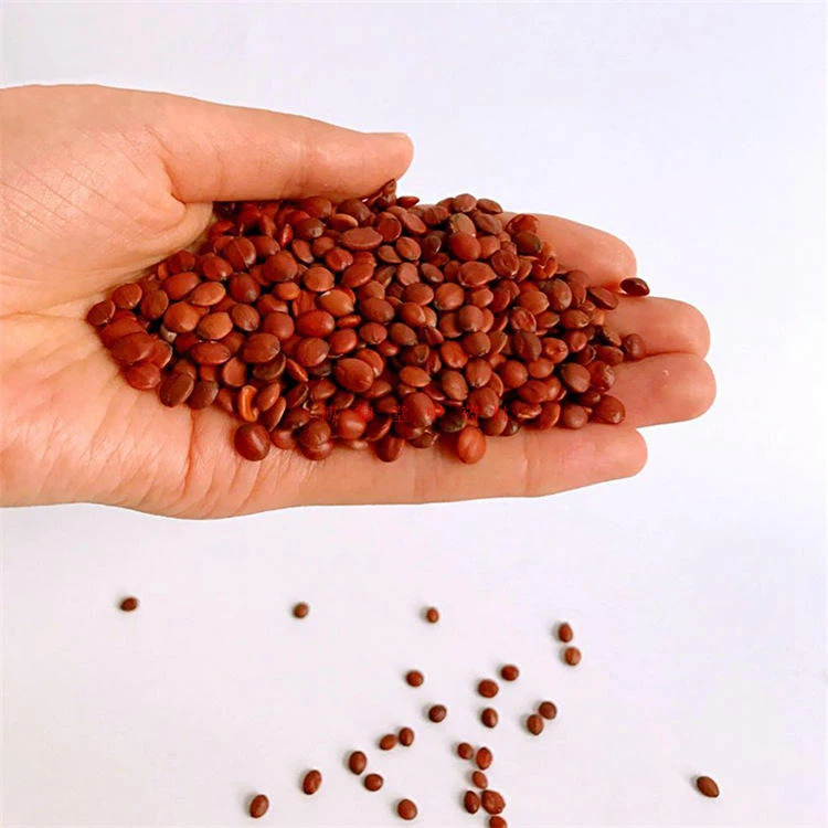 Natural Spine Date Seed Wholesale Original Fruit Tea Spine Date Seeds