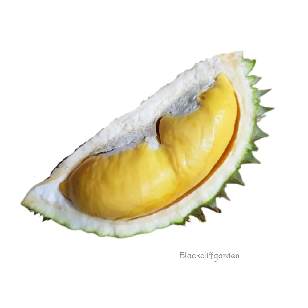 100% from Natural Fresh and Sweet Monthong  Premium Grade Thailand Fresh Durians
