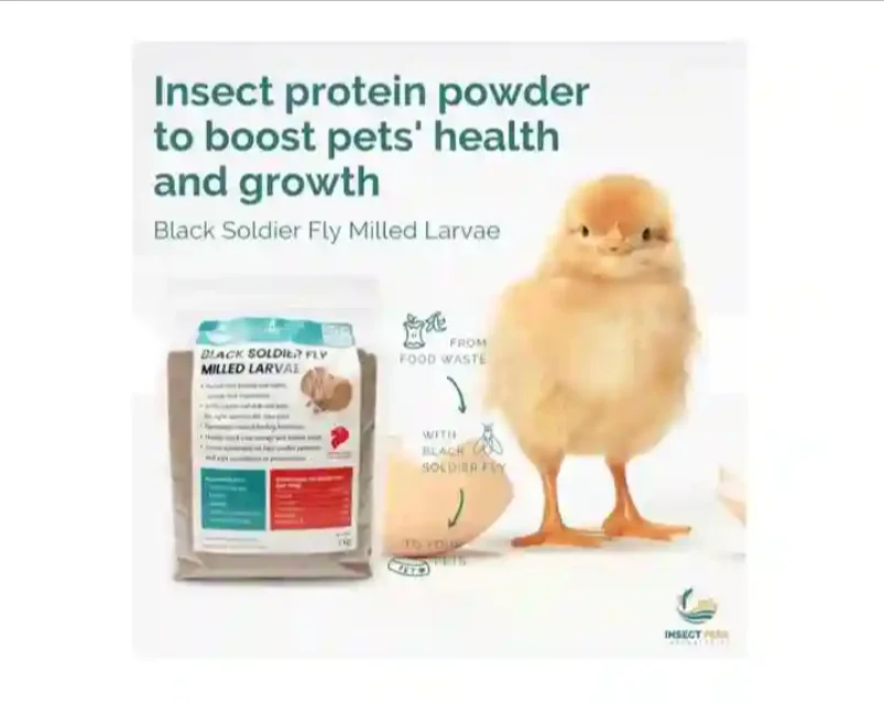 Highly Recommended 100% Natural Processed Milled Larvae Black Soldier Fly Insect Meal for Ornamental Fish  Koii Arowana