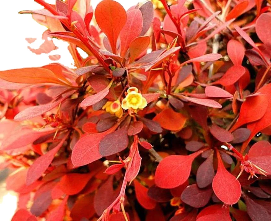  1 кг семена Berberis thunbergii var atropurpurea chenко для