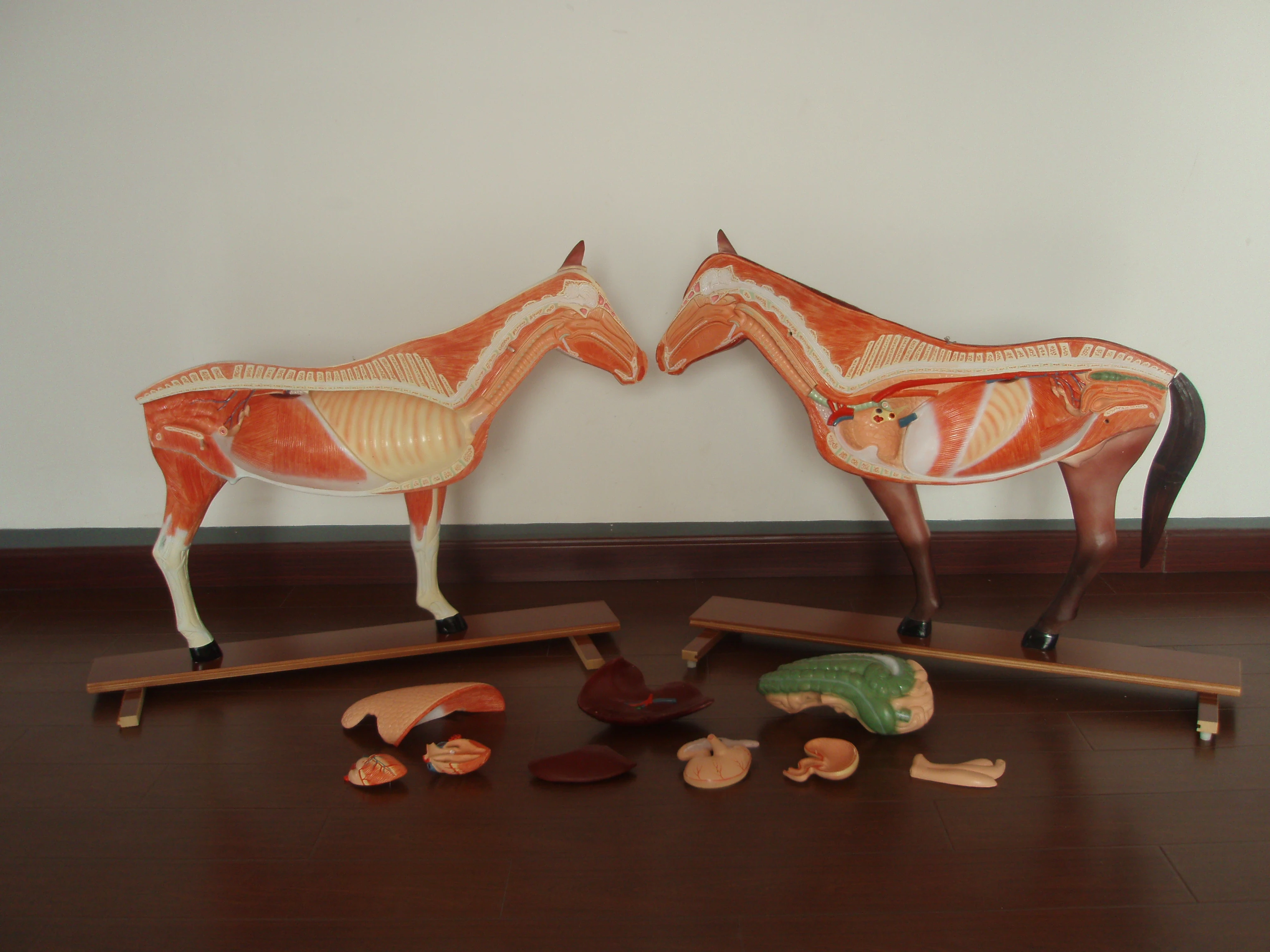 Horse anatomical model animal husbandry veterinary teaching anatomy models