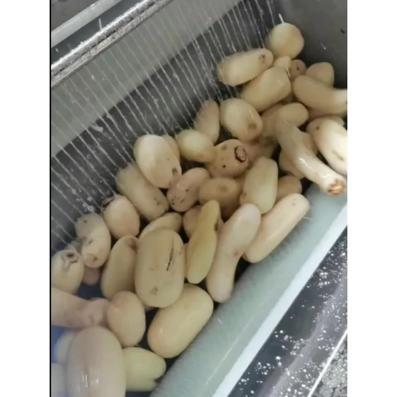 Commercial potato cleaning and peeling machine, carrot lotus root taro konjac hair roller cleaning and peeling machine