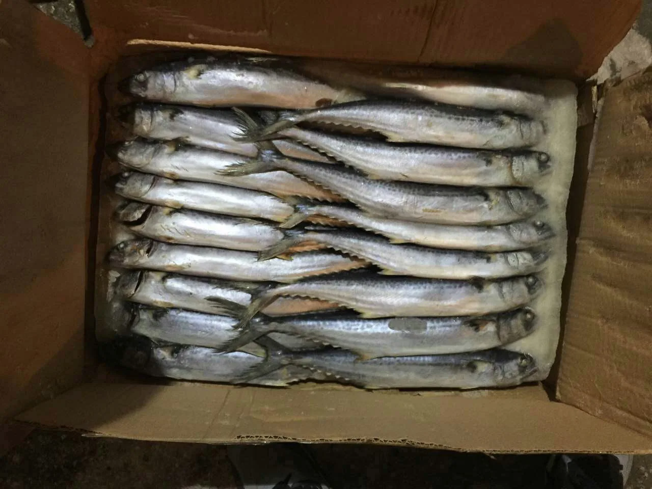 New fish fresh frozen whole round pacific mackerel