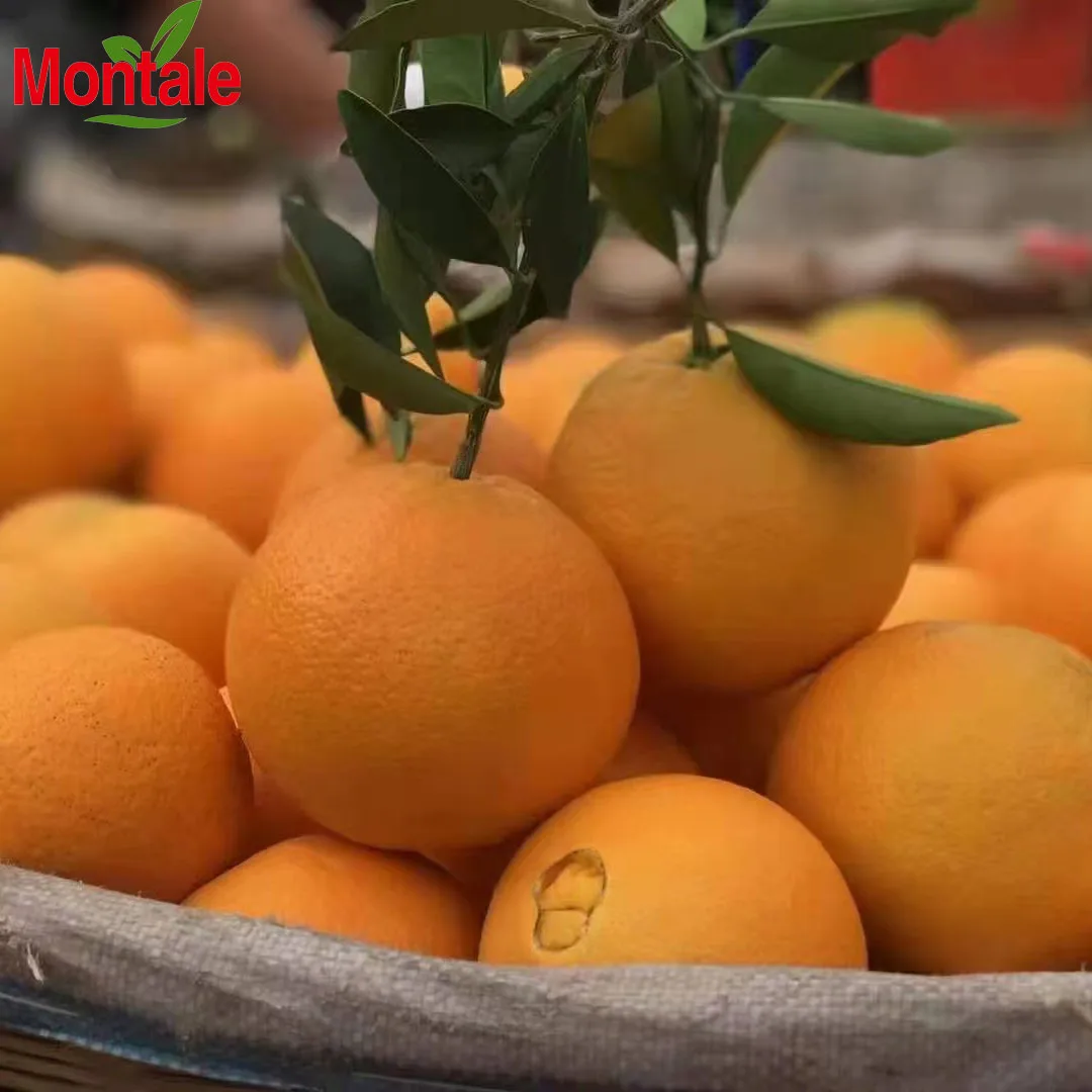south africa orange newhall orange new market fresh oranges price in south africa ca