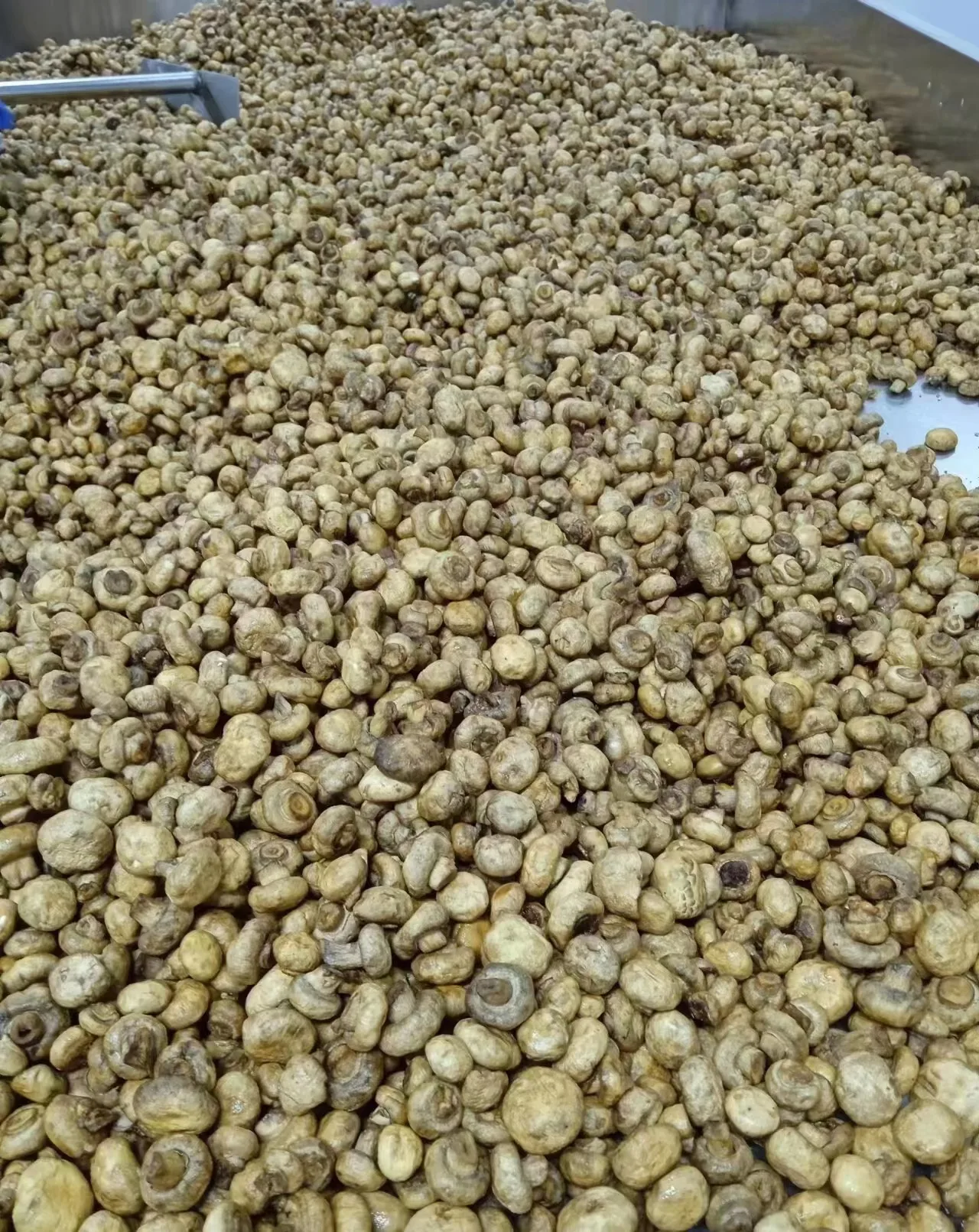 DETAN  Wholesale Fruit and Vegetable Snacks Crispy Vacuum Fried Seafood Mushroom Chips