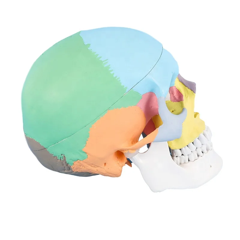 3 parts colored skull model,Detachable Colored Human Skull Medical School Anatomical Demonstration